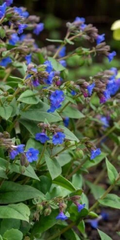 PULMONARIA 'Blue Ensign'