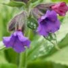 PULMONARIA 'Diana Clare'