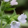 PULMONARIA 'Opal'