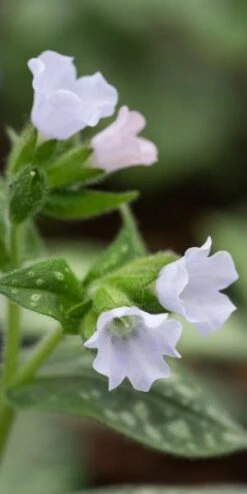 PULMONARIA 'Opal'