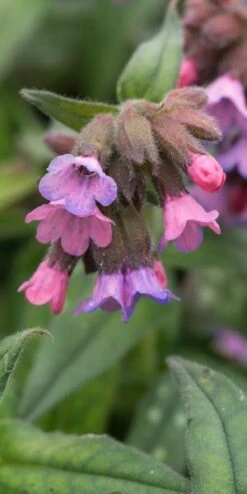 PULMONARIA 'Stillingfleet Meg'