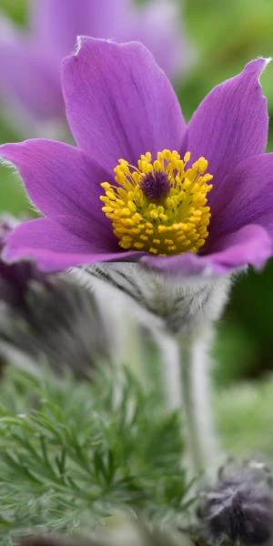 PULSATILLA Vulgaris 'Blaue Glocke' 1 PULSATILLA Vulgaris 'Blaue Glocke'