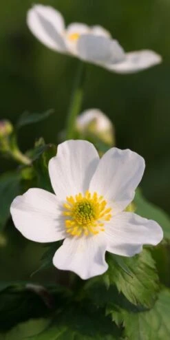RANUNCULUS Aconitifolius