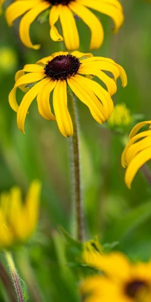 RUDBECKIA Fulgida 'American Gold Rush' PBR 1 RUDBECKIA Fulgida 'American Gold Rush' PBR