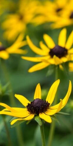 RUDBECKIA 'Little Goldstar' PBR