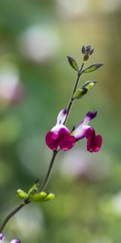 SALVIA 'Amethyst Lips' PBR -Outlet Botanic Yard Store salvia amethyst lips web 8021109