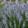 SALVIA Sylvestris 'Crystal Blue' PBR (Color Spires Series)