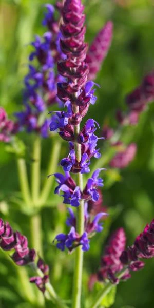 SALVIA Nemorosa 'Ostfriesland' 1 SALVIA Nemorosa 'Ostfriesland'