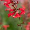 SALVIA 'Silke's Dream'