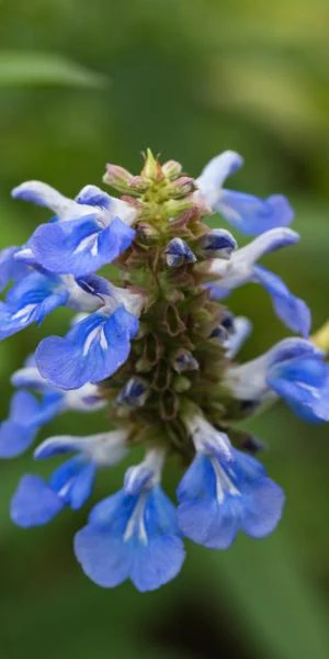SALVIA Uliginosa 2 SALVIA Uliginosa - Image 2