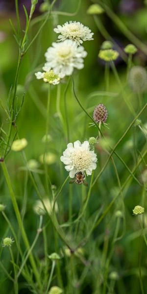 SCABIOSA Columbaria Ssp. Ochroleuca 2 SCABIOSA Columbaria Ssp. Ochroleuca - Image 2