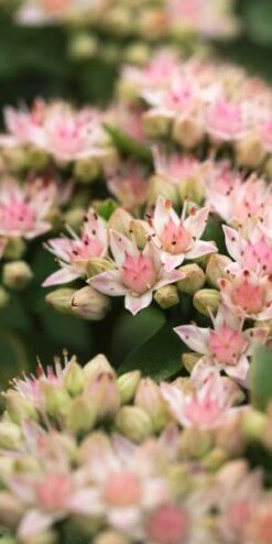 Outlet Botanic Yard Store -Outlet Botanic Yard Store sedum matrona 9220243
