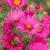 SYMPHYOTRICHUM Novae-angliae 'Andenken An Alma Potschke'
