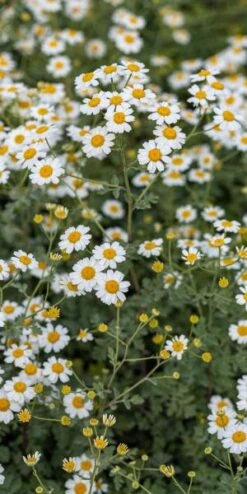 TANACETUM Niveum 'Jackpot'