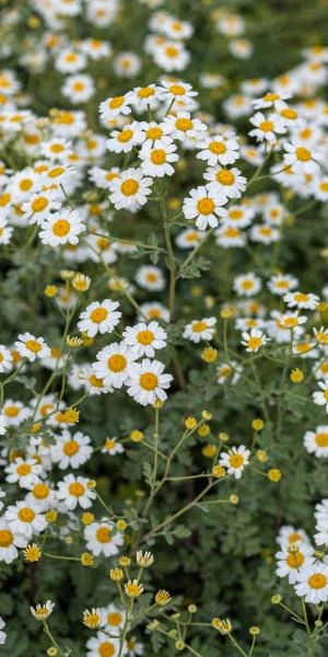 TANACETUM Niveum 'Jackpot' 1 TANACETUM Niveum 'Jackpot'