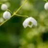 THALICTRUM 'Splendide White' ('Fr21034'PBR)