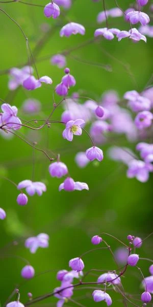 THALICTRUM 'Splendide' 1 THALICTRUM 'Splendide'