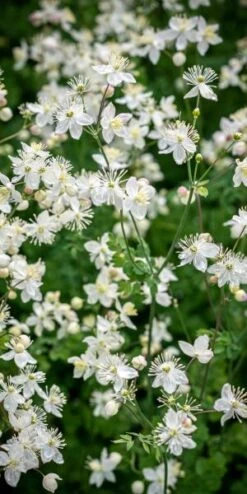THALICTRUM Tuberosum