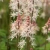 TIARELLA 'Spring Symphony' PBR