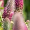 TRIFOLIUM Rubens 'Red Feathers'