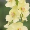 VERBASCUM (Cotswold Group) 'Gainsborough'