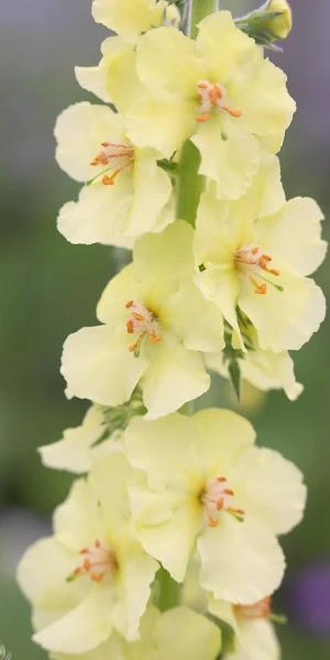 VERBASCUM (Cotswold Group) 'Gainsborough' 1 VERBASCUM (Cotswold Group) 'Gainsborough'