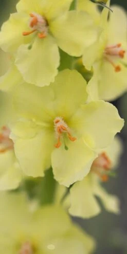 VERBASCUM (Cotswold Group) 'Gainsborough' 5 VERBASCUM (Cotswold Group) 'Gainsborough' -Outlet Botanic Yard Store verbascum cotswold group gainsborough 4