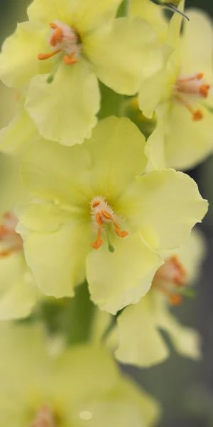 VERBASCUM (Cotswold Group) 'Gainsborough' 3 VERBASCUM (Cotswold Group) 'Gainsborough' - Image 3