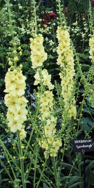 VERBASCUM (Cotswold Group) 'Gainsborough' 2 VERBASCUM (Cotswold Group) 'Gainsborough' - Image 2