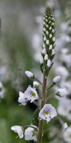 VERONICA Gentianoides 'Tissington White' -Outlet Botanic Yard Store veronica tissington white 5150018