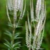 VERONICASTRUM Virginicum 'Album'