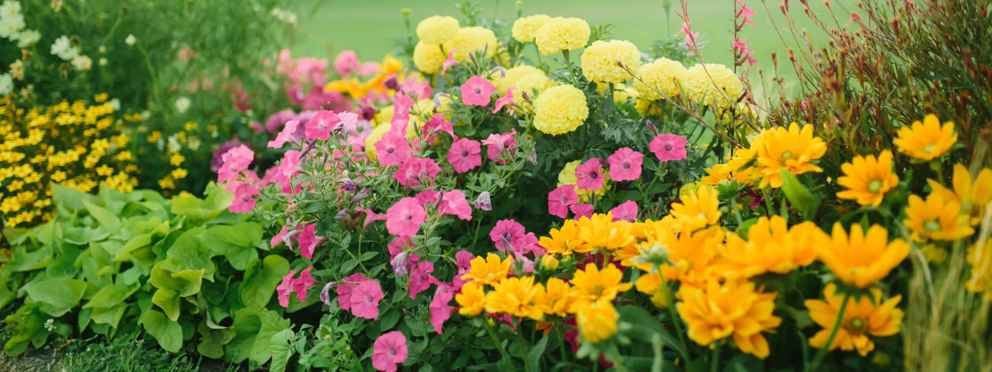 Outlet Botanic Yard Store -Outlet Botanic Yard Store PERENIALZ